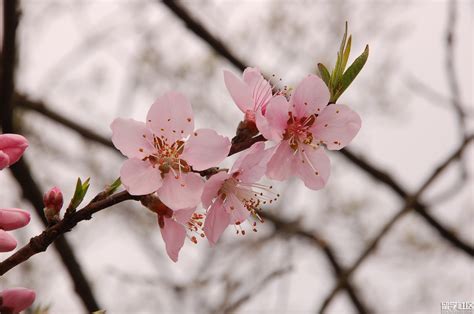 有桃花意思